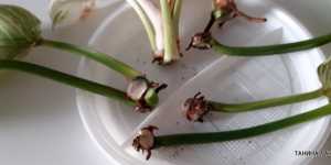 Филодендрон Биркин. Вынужденное размножение