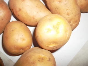 Как вырастить хороший урожай картофеля в забайкалье